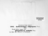 Arthrobotrys oligospora image